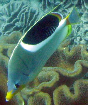 Chaetodon ephippium