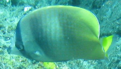 Chaetodon kleinii