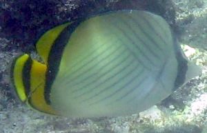 Chaetodon vagabundus