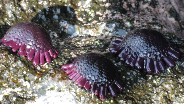 Shingle Urchin Colobocentrotus atratus