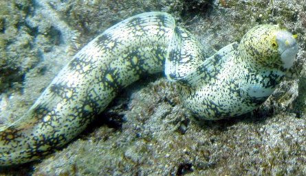 Snowflake Moray, Echidna nebulosa