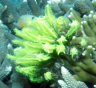 Feather Star