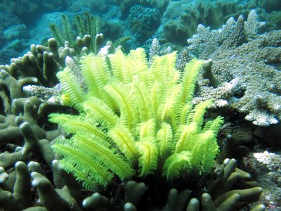 feather star