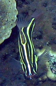 Grammistes sexlineatus