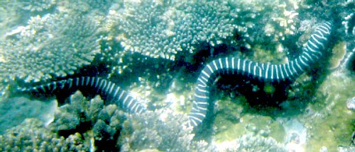 Zebra Moray, Gymnomuraena zebra