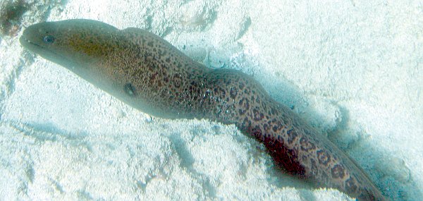 Giant Moray, Gymnothorax javanicus