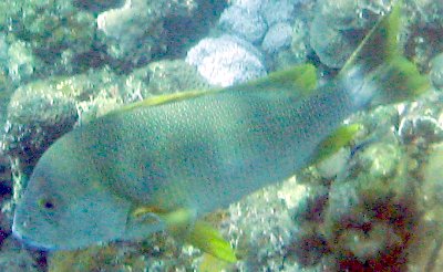 Lutjanus rivulatus