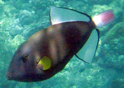 Melichthys vidua