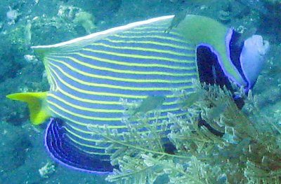 Imperator-Kaiserfisch Pomacanthus imperator