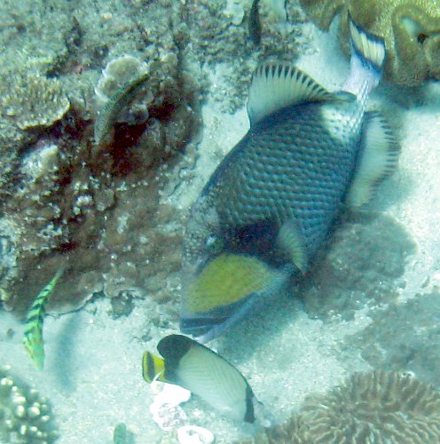 Titan Triggerfish Balistoides viridescens