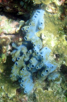 Sea Squirts