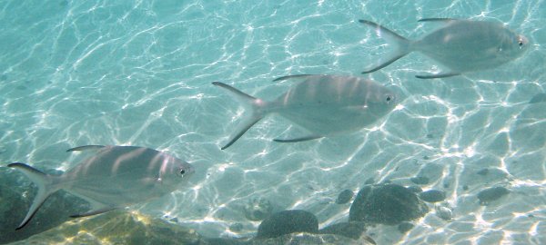 Schwarztupfen-Pompano, Trachinotus baillonii