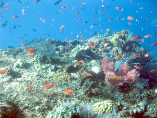 Fish at the wreck, mainly Anthias