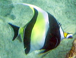 Moorish Idol Zanclus cornutus