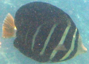 Zebrasoma veliferum