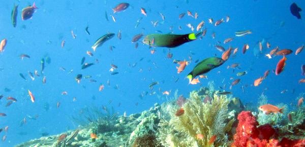 Fish at the wreck, mainly Lunar Wrasse