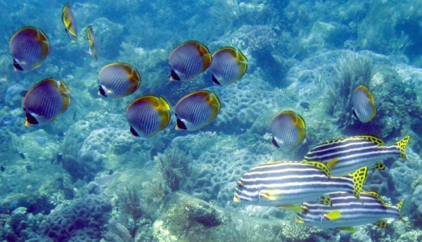 Butterflyfish and Sweetlips