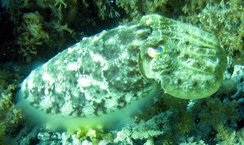 Sepia latimanus