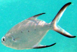 Trachinotus baillonii