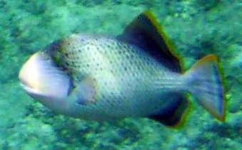 Pseudobalistes flavimarginatus