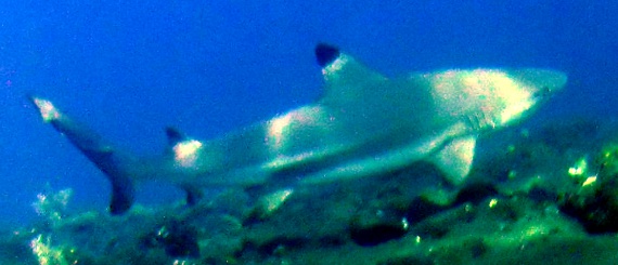 Carcharhinus melanopterus