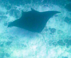 Manta alfredi