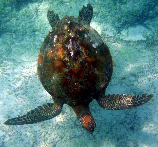 Chelonia mydas