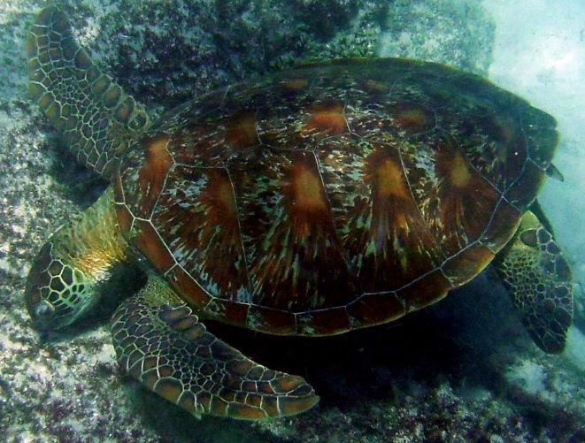 Chelonia mydas