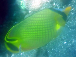 Chaetodon rafflesi