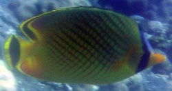 Chaetodon rafflesi