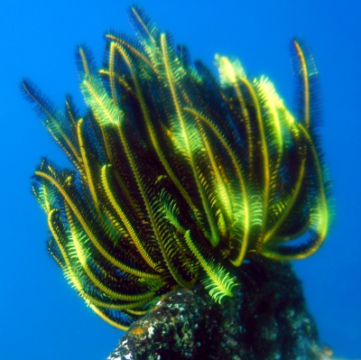 Feather Star