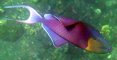 Odonus niger