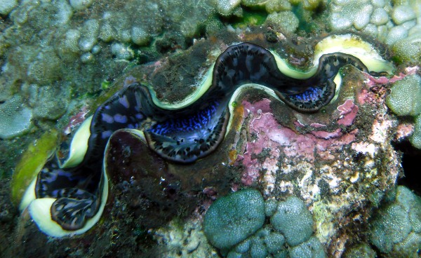 Tridacna ?