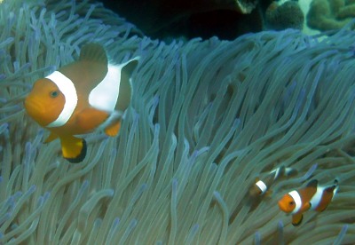 Clownfisch Amphiprion ocellaris