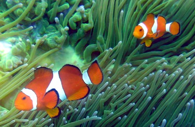 Clownfisch Amphiprion ocellaris