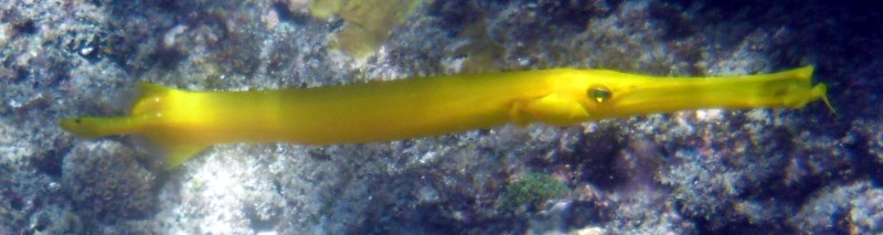 Trompetenfisch Aulostomus chinensis