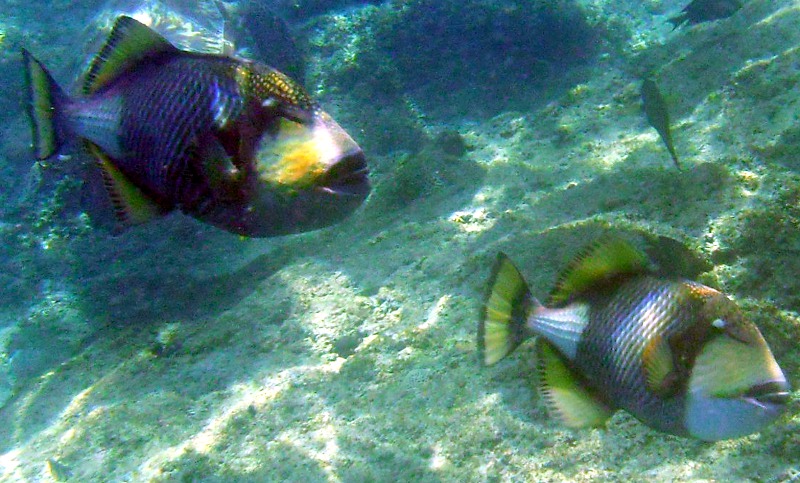 Riesendrückerfisch Balistoides viridescens