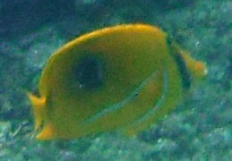 Chaetodon bennetti