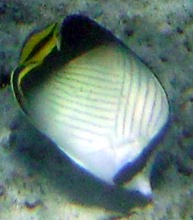 Chaetodon vagabundus