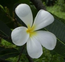 Frangipani