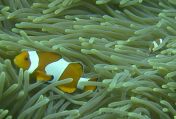 Amphiprion ocellaris