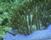 Seeanemone mit Fischen