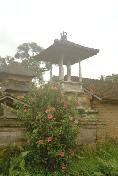 Hibiskus in front of a kulkul