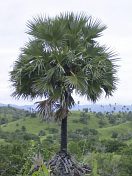 Lontar palm on Rinca