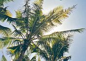 Sunbeams through Palm Leaves