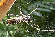 Orb Web Spider