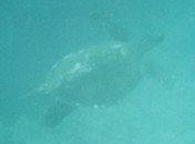 Turtle, Blue Lagoon