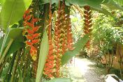 Heliconia rostrata